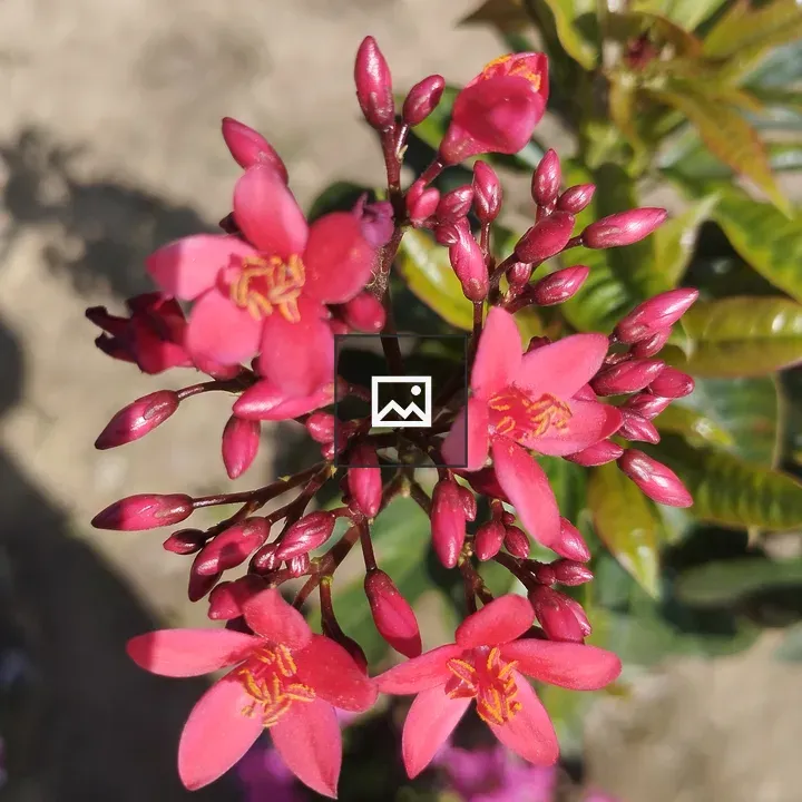 Red flower with buds
