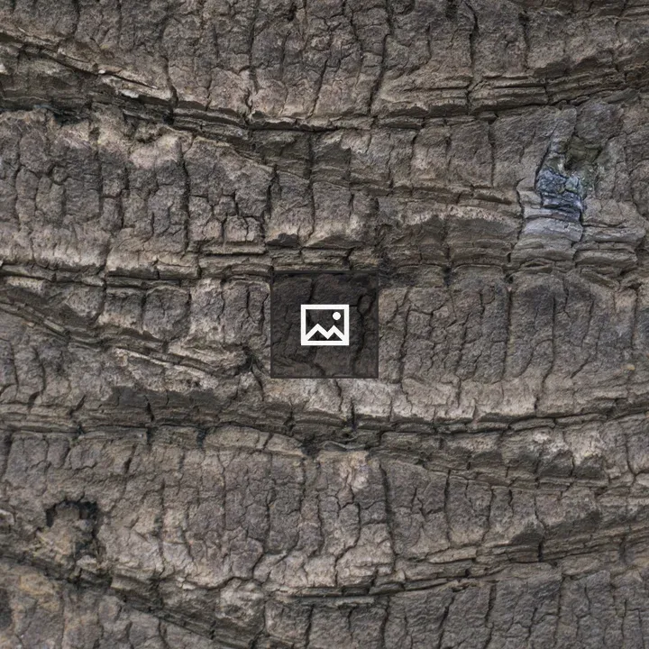 Texture of a Palm Trunk
