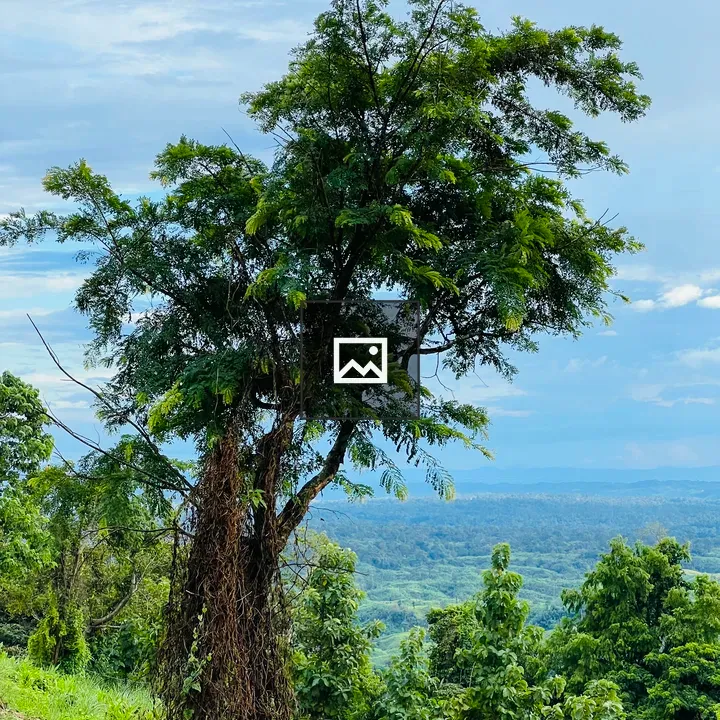 Solitary tree on mountain