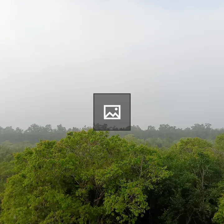 Jamtola Forest Scene