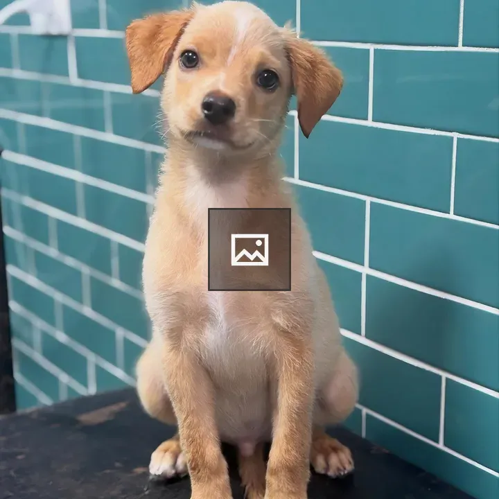Puppy with floppy ears