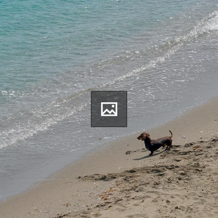 Dachshund on Sandy Beach