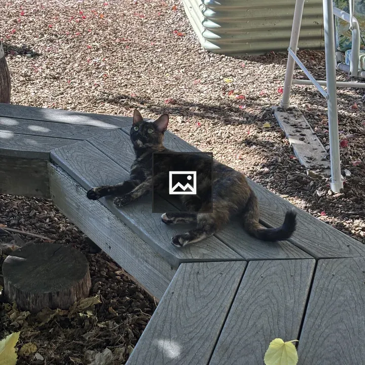 Tortoiseshell Cat on Bench