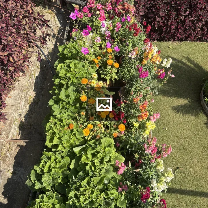 Flowering Plants in Pots Along Wall