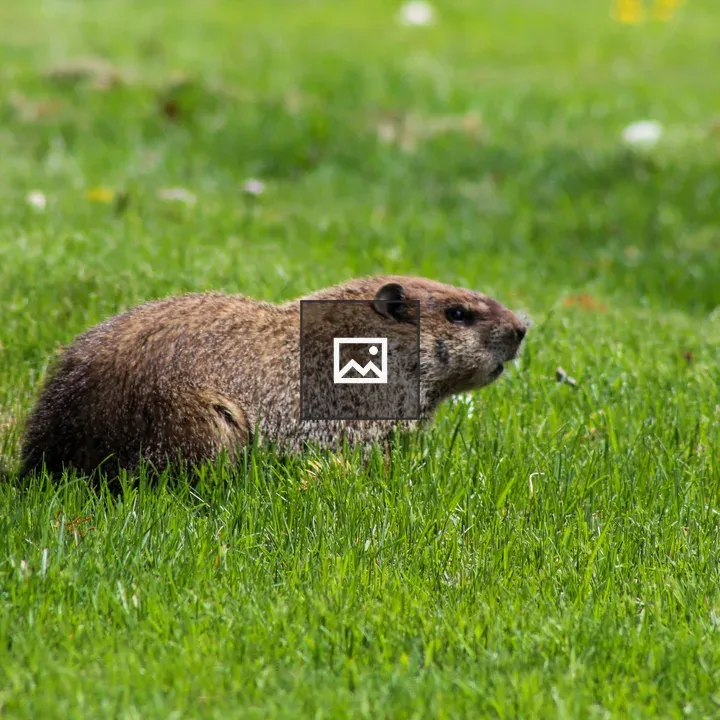 Groundhog in Cemetery