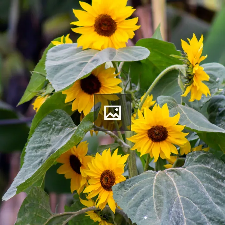 Sunflower plant in Ntungamo