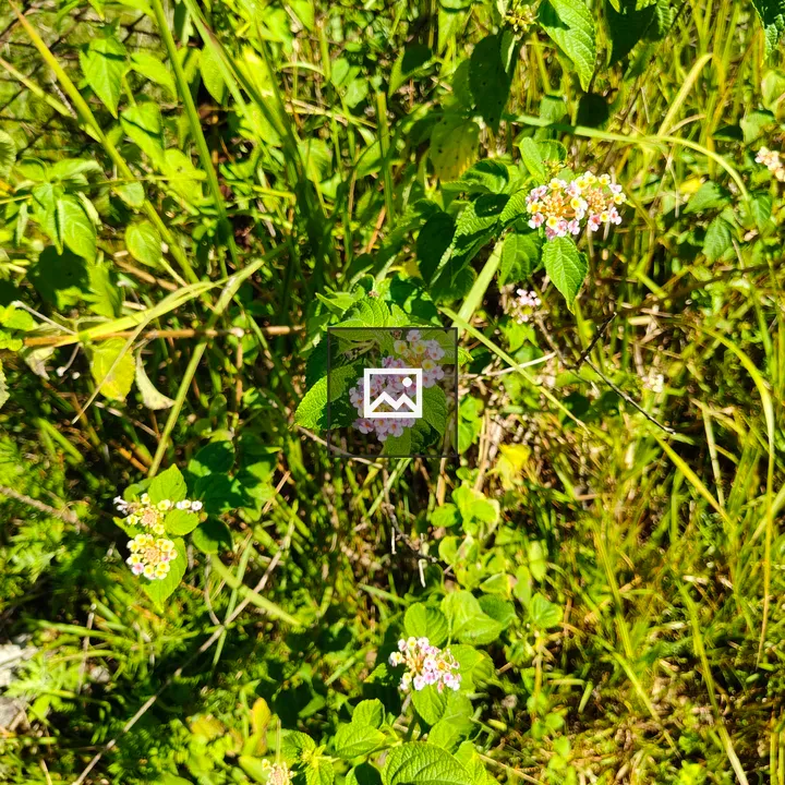 Cluster of Flowers in Green Foliage