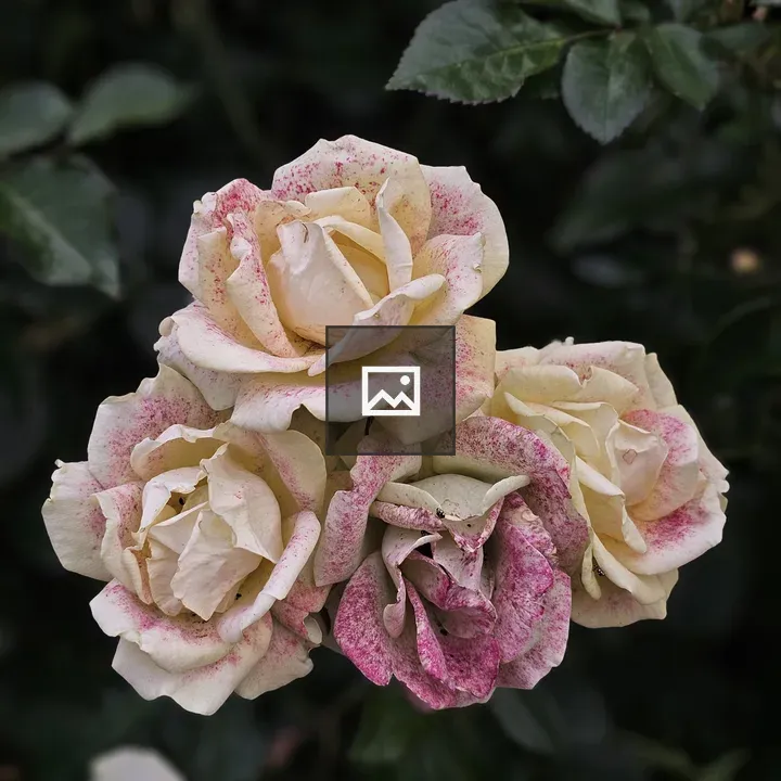 Cream Roses with Pink Edges