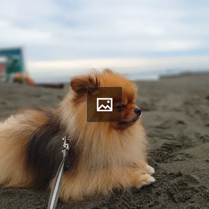 Pomeranian on the Beach