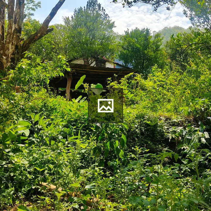 Rustic wooden structure