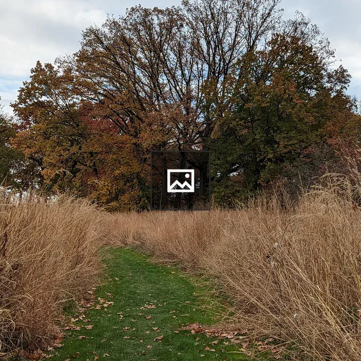 Tree on hill with colorful leaves