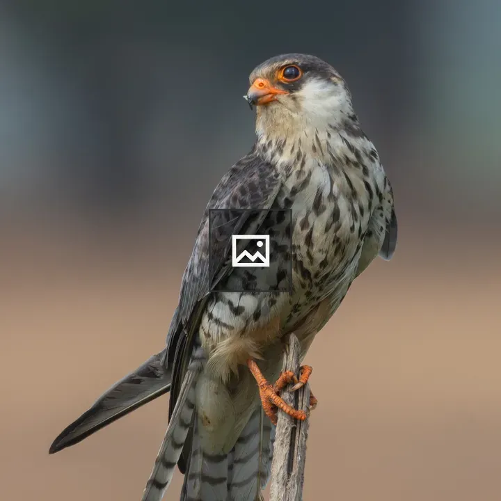 Amur Falcon on Post