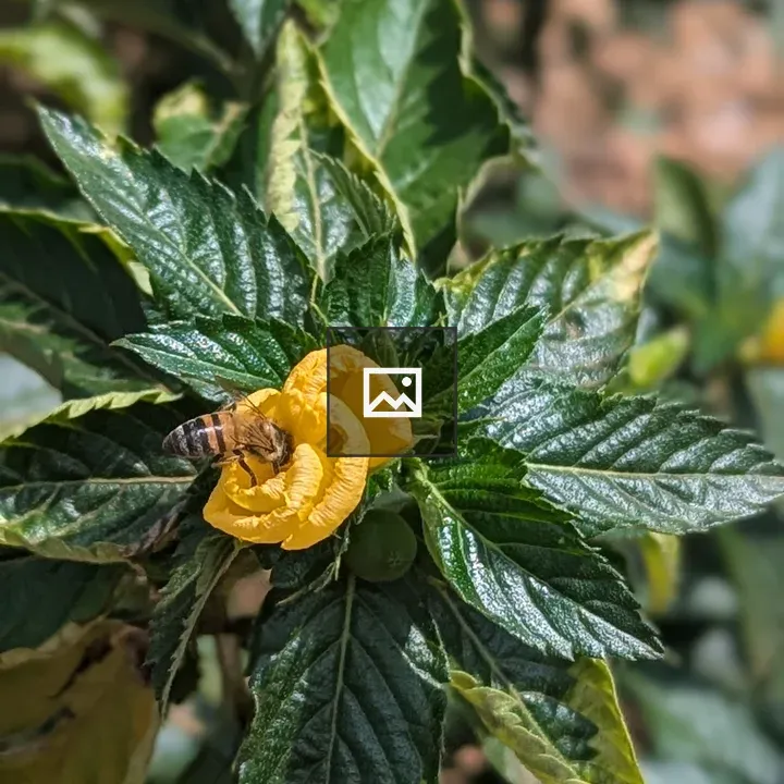 Close-up Yellow Flower with Bee