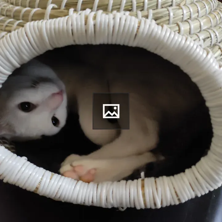 Cat hiding in a basket