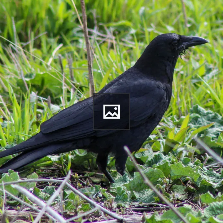Common Crow in Fair Haven