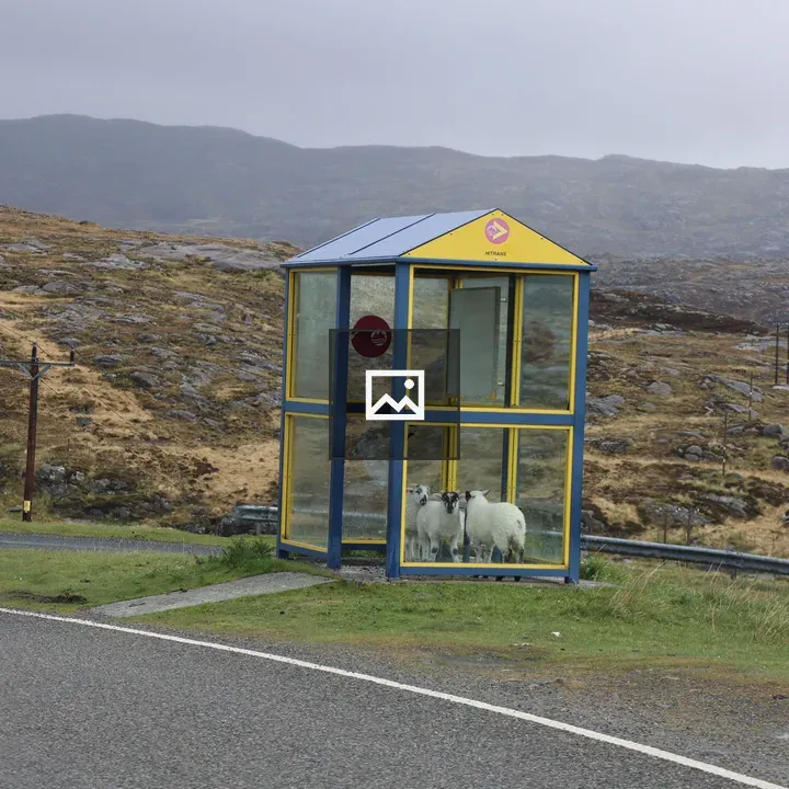 Sheep by Bus Stop Shelter