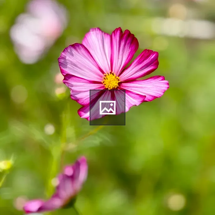 Pink cosmos flower close-up