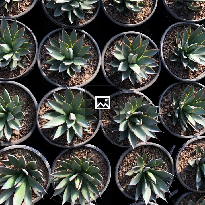 Cactus Rows