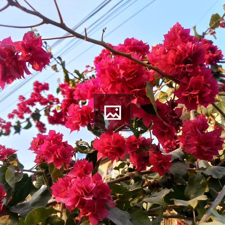 Bougainvillea blossoms in purple-pink display