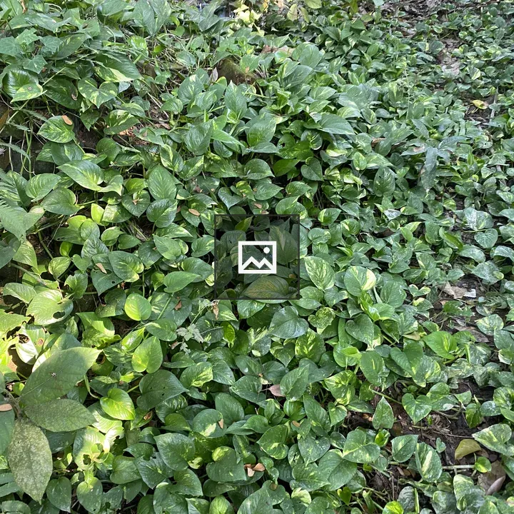 Green heart-shaped leaf carpet