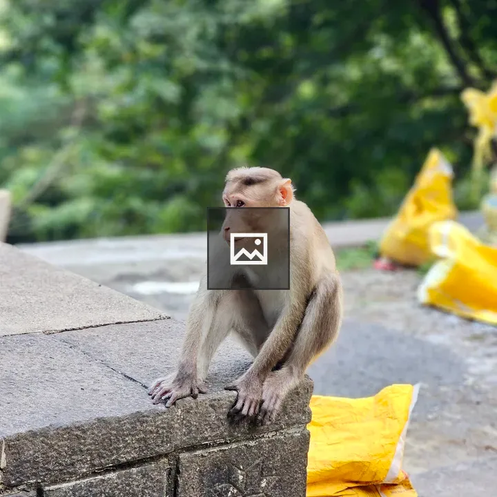 Monkey on stone wall portrait