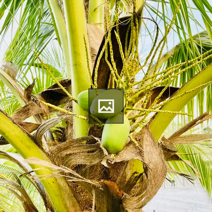Tender coconuts at Titiwangsa Lake Park