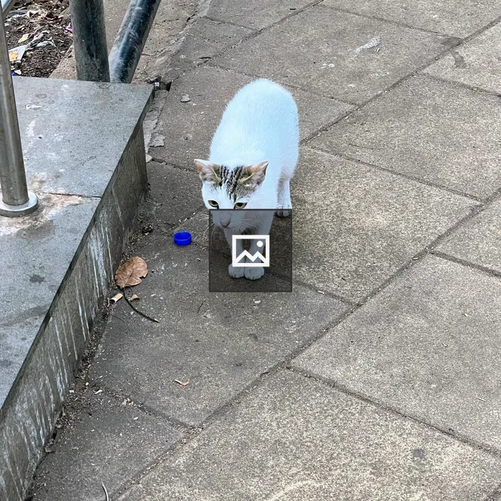 White cat on concrete walkway