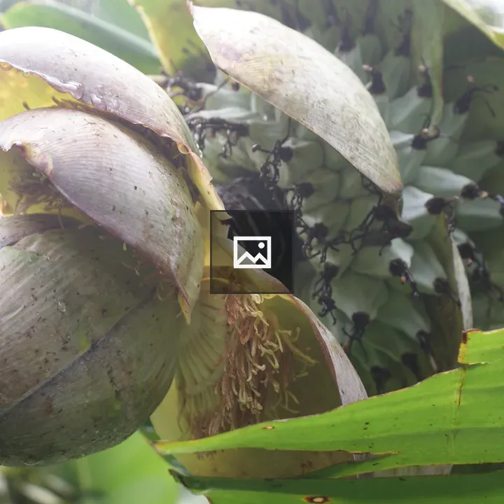 Banana Blossom Close-up