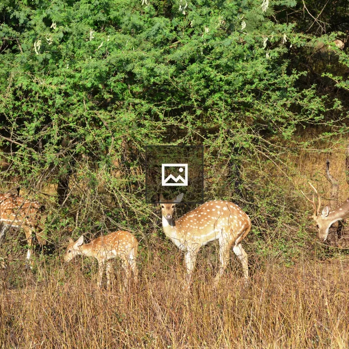Group of spotted deer in Gir Forest