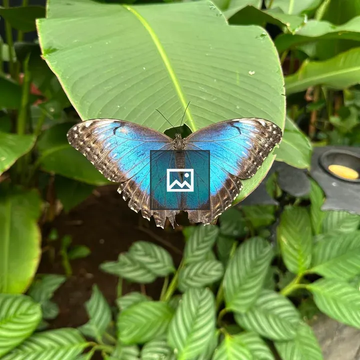 Blue butterfly on green leaf