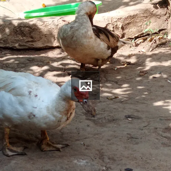 Two ducks in dirt area