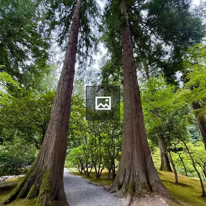 Conifer Trees Along Path in Japanese Garden