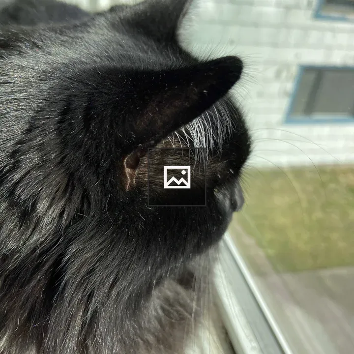 Black Maine Coon Looking Out Window