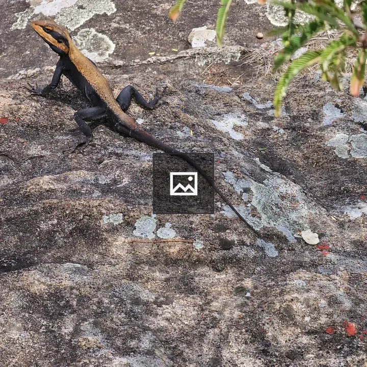 Peninsular rock agama on rock