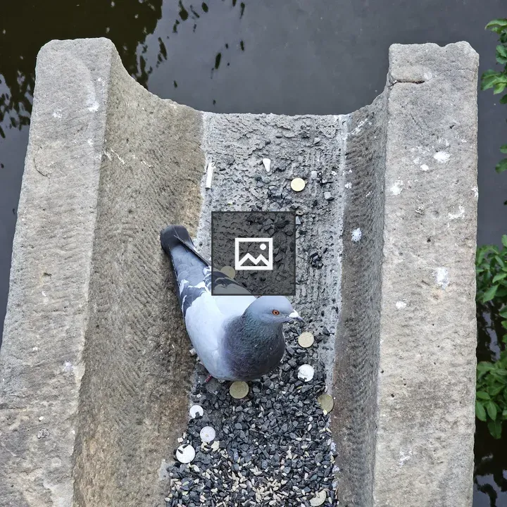 Pigeon Inside Stone Structure