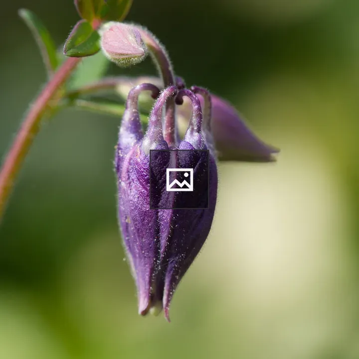 Purple Columbine Bud