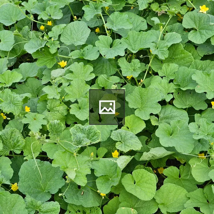 Blonde cucumber vines