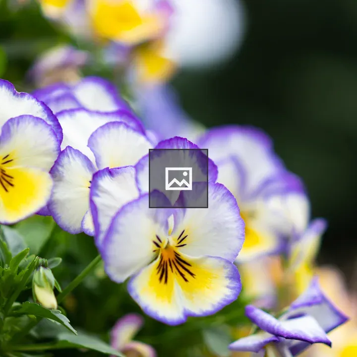 Pansy with Yellow, Purple, White Petals