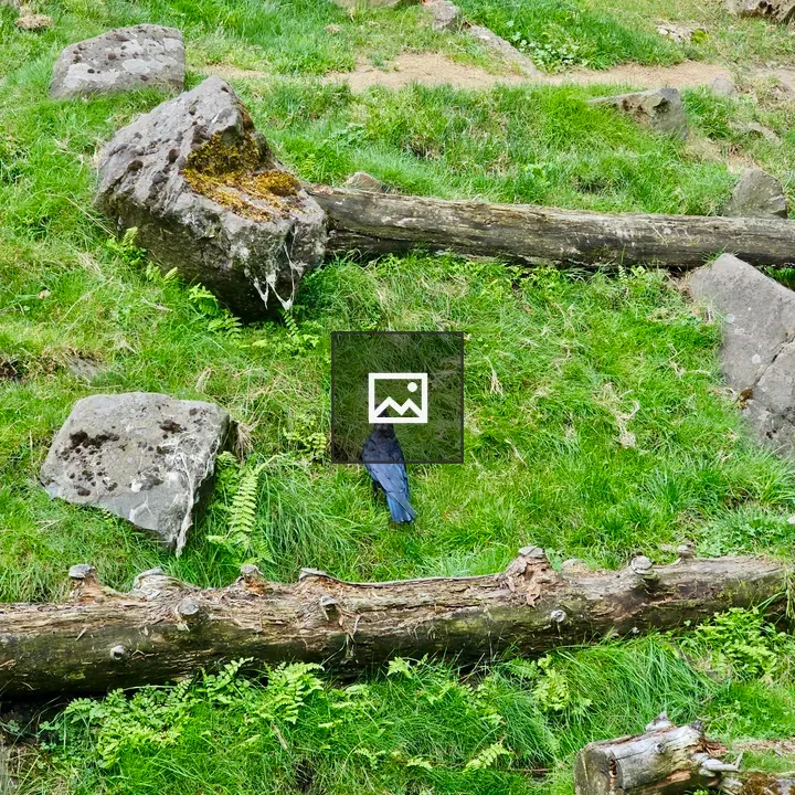 Crow on grassy hillside