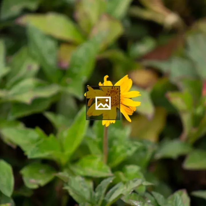 Yellow flower in green leaves