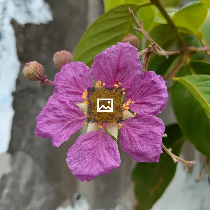 Pride of India flower (Tamhan/Jarul)