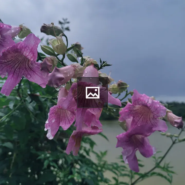 Pink trumpet vine in rain