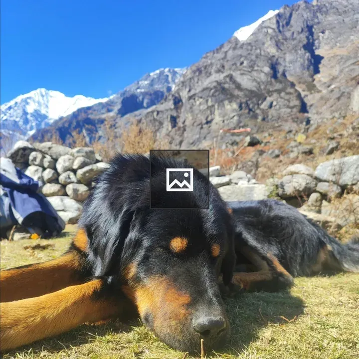Tibetan Mastiff Resting on Grass