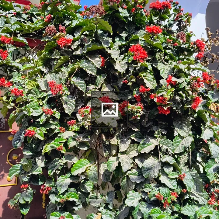 Plant with Red Flowers by White Building