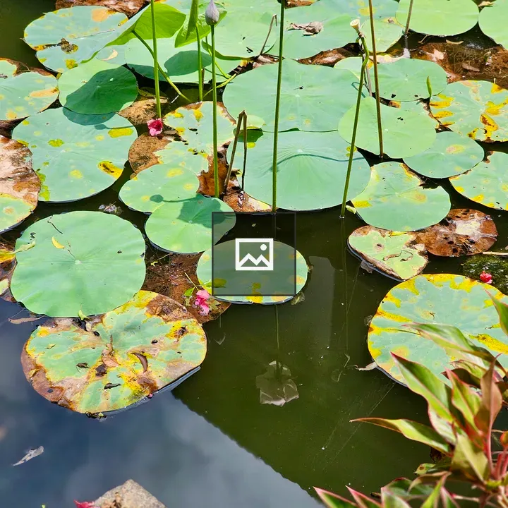 Pink lotus in garden pond