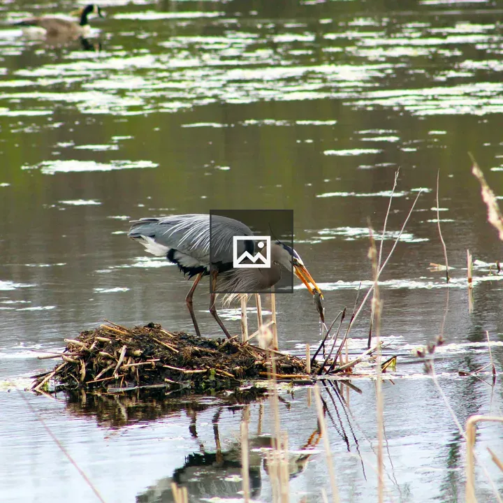 Great Blue Heron catching a fish