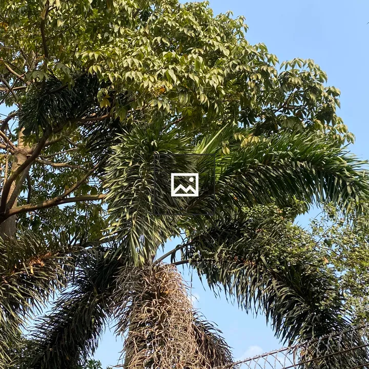 Dense green trees against blue sky