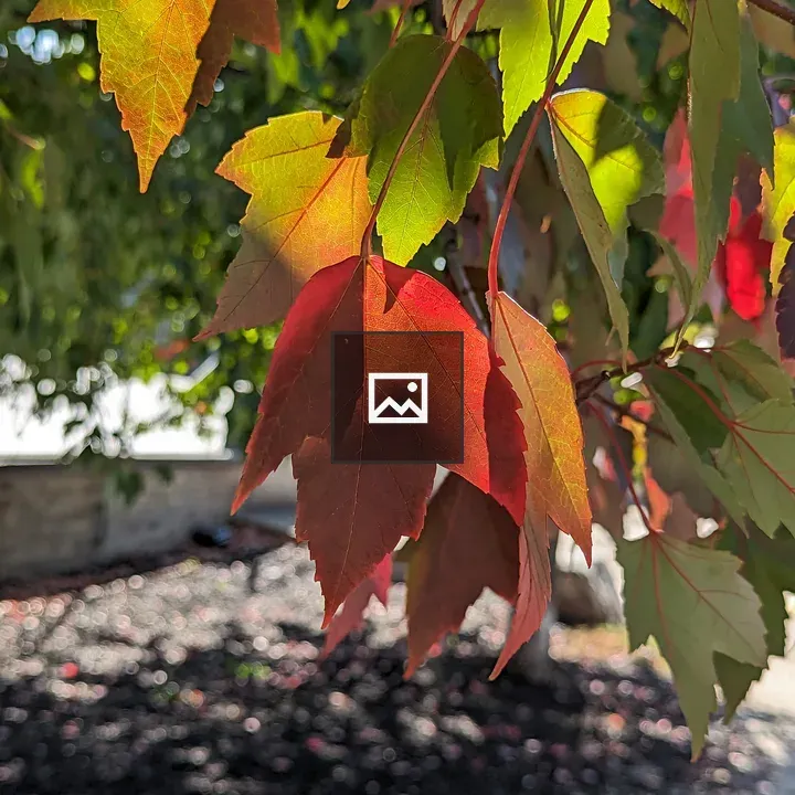 Leaves in Close-Up Colorful Tree