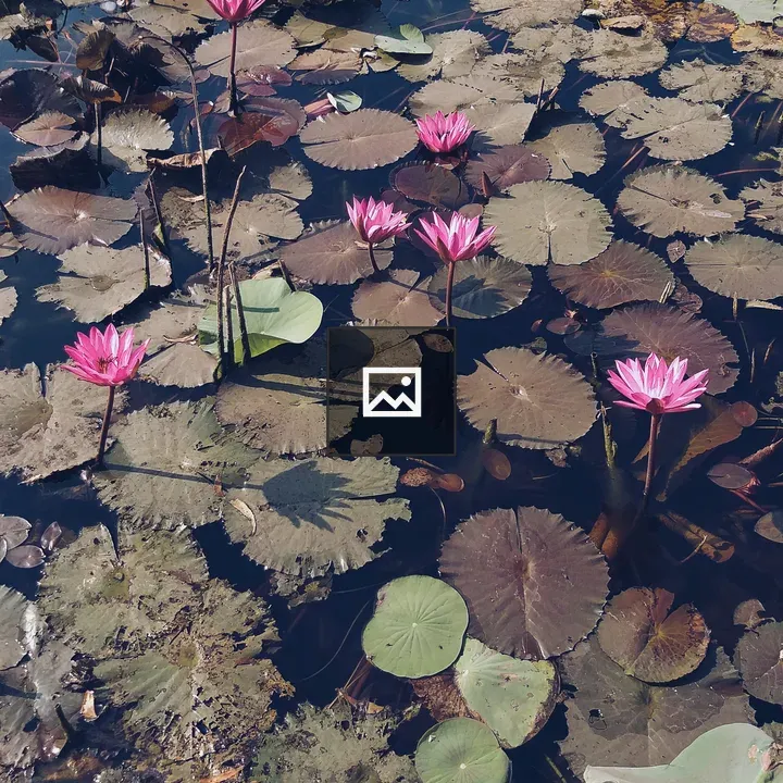 Lotus Pond Flowers