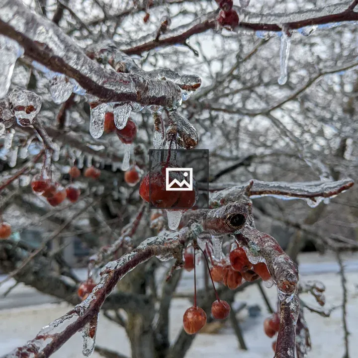 Ice on cherry tree branches